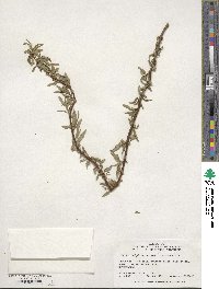 Image of Salix babylonica