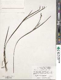 Sisyrinchium angustifolium image