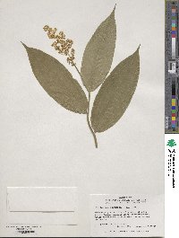 Maianthemum racemosum image