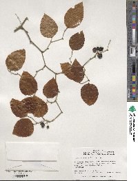 Smilax rotundifolia image