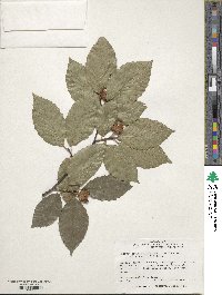 Fagus grandifolia image