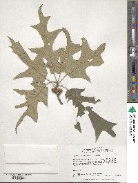 Quercus falcata image