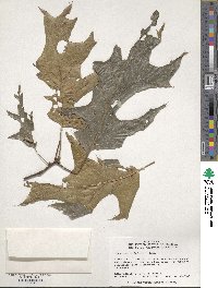 Quercus velutina image