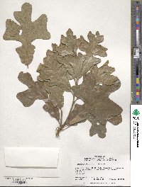 Quercus stellata image