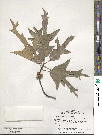 Quercus falcata image