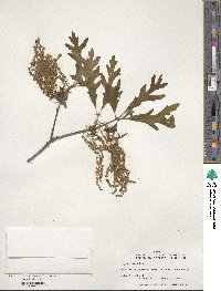 Quercus alba image