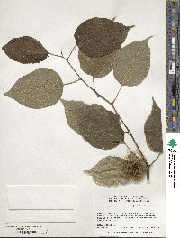 Maclura pomifera image