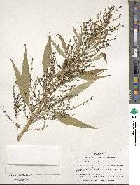 Amaranthus cannabinus image