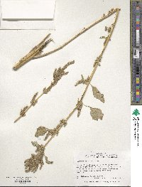 Amaranthus hybridus image