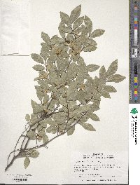 Ulmus parvifolia image