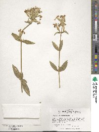 Image of Saponaria officinalis