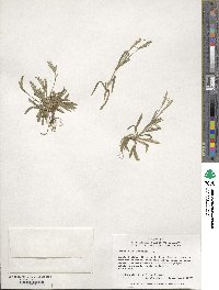 Image of Dianthus armeria