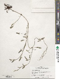 Image of Rumex acetosella