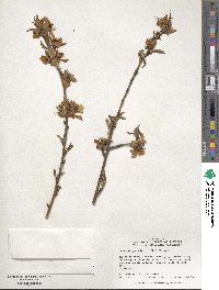 Prunus persica image