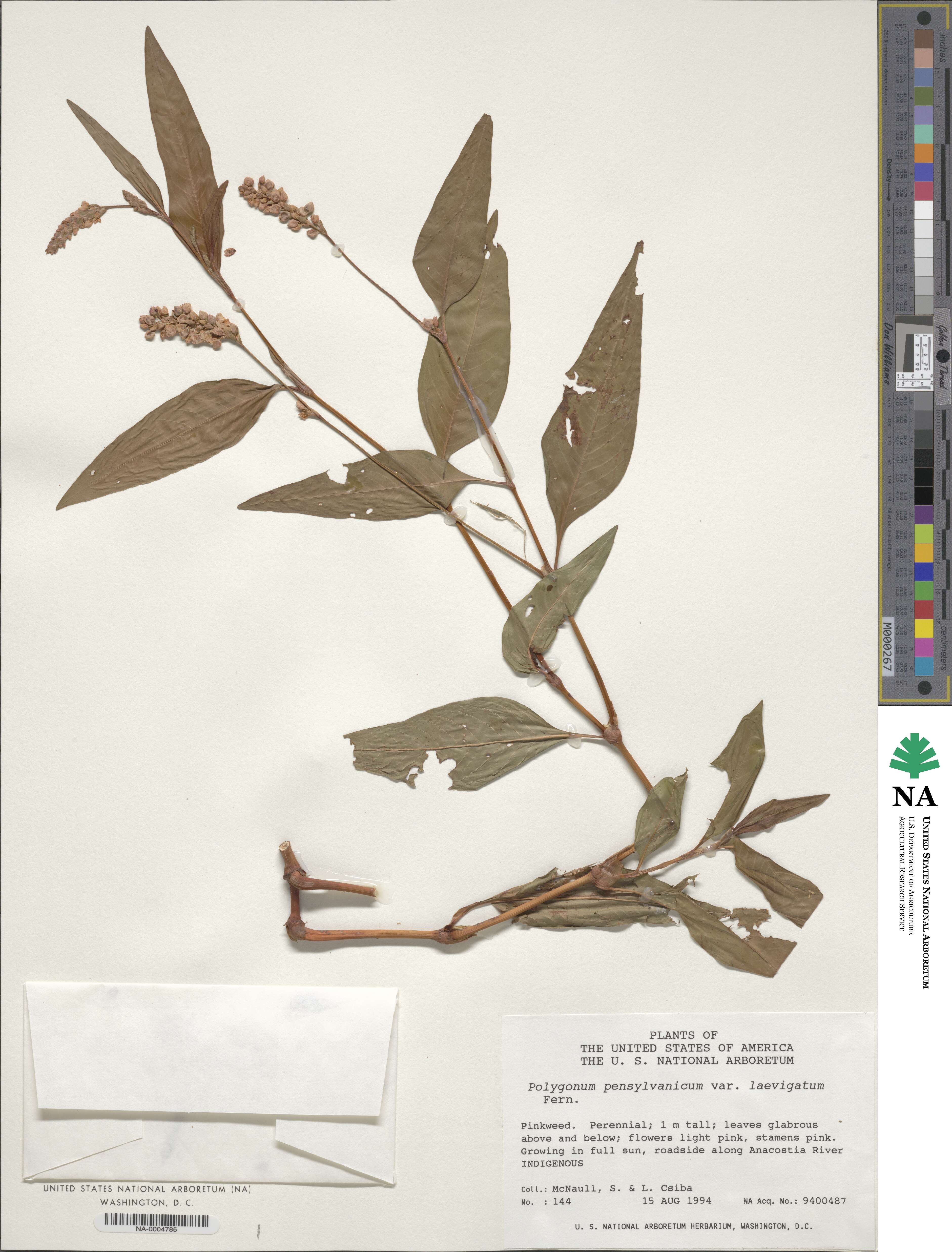 Persicaria pensylvanica image