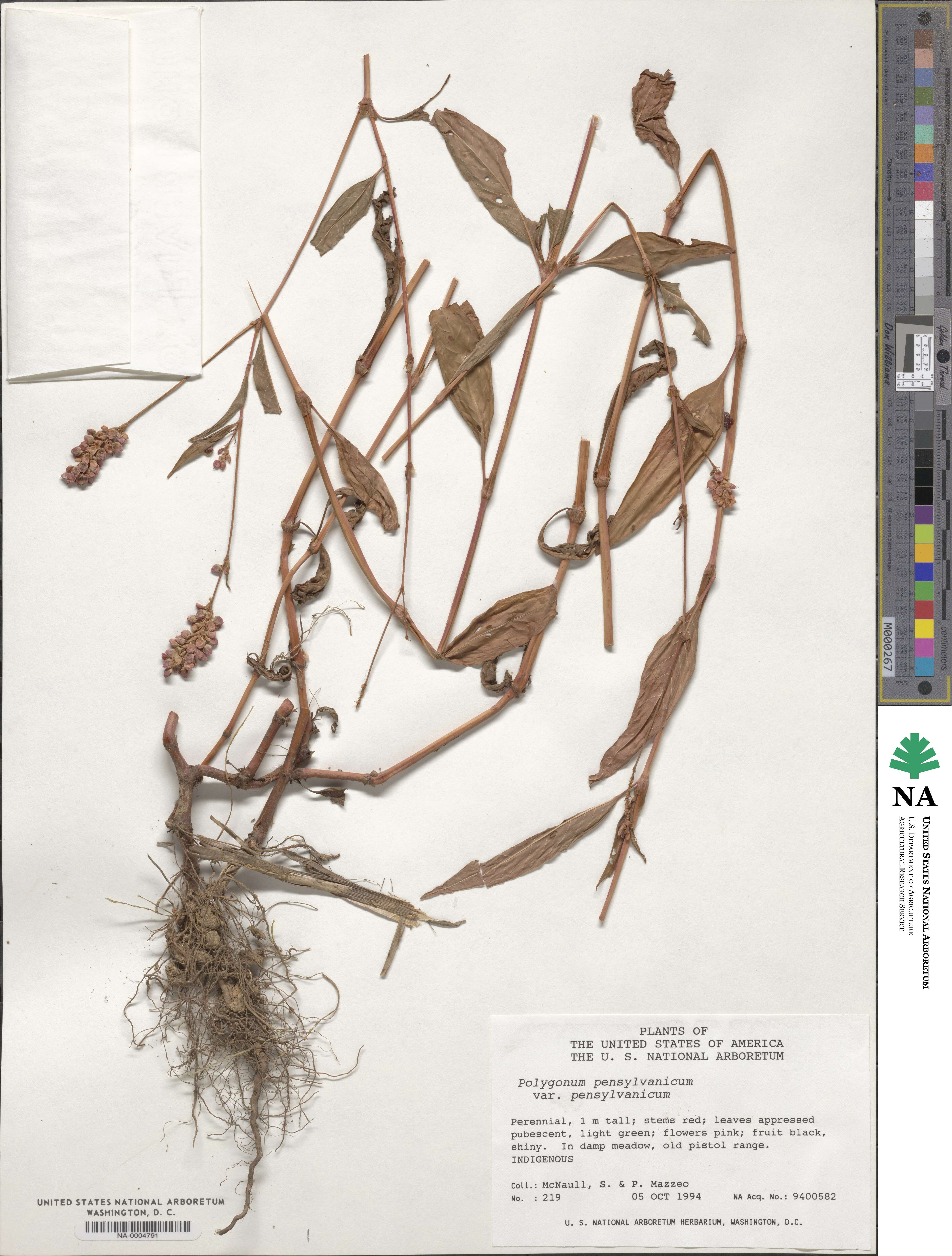 Persicaria pensylvanica image