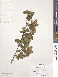 Rubus allegheniensis image