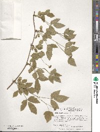 Rubus flagellaris image