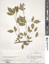 Rubus flagellaris image