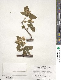 Rubus allegheniensis image