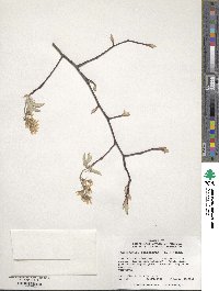 Amelanchier canadensis image