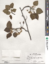 Pyrus calleryana image