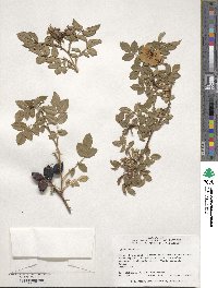 Rosa canina image