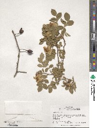 Rosa canina image