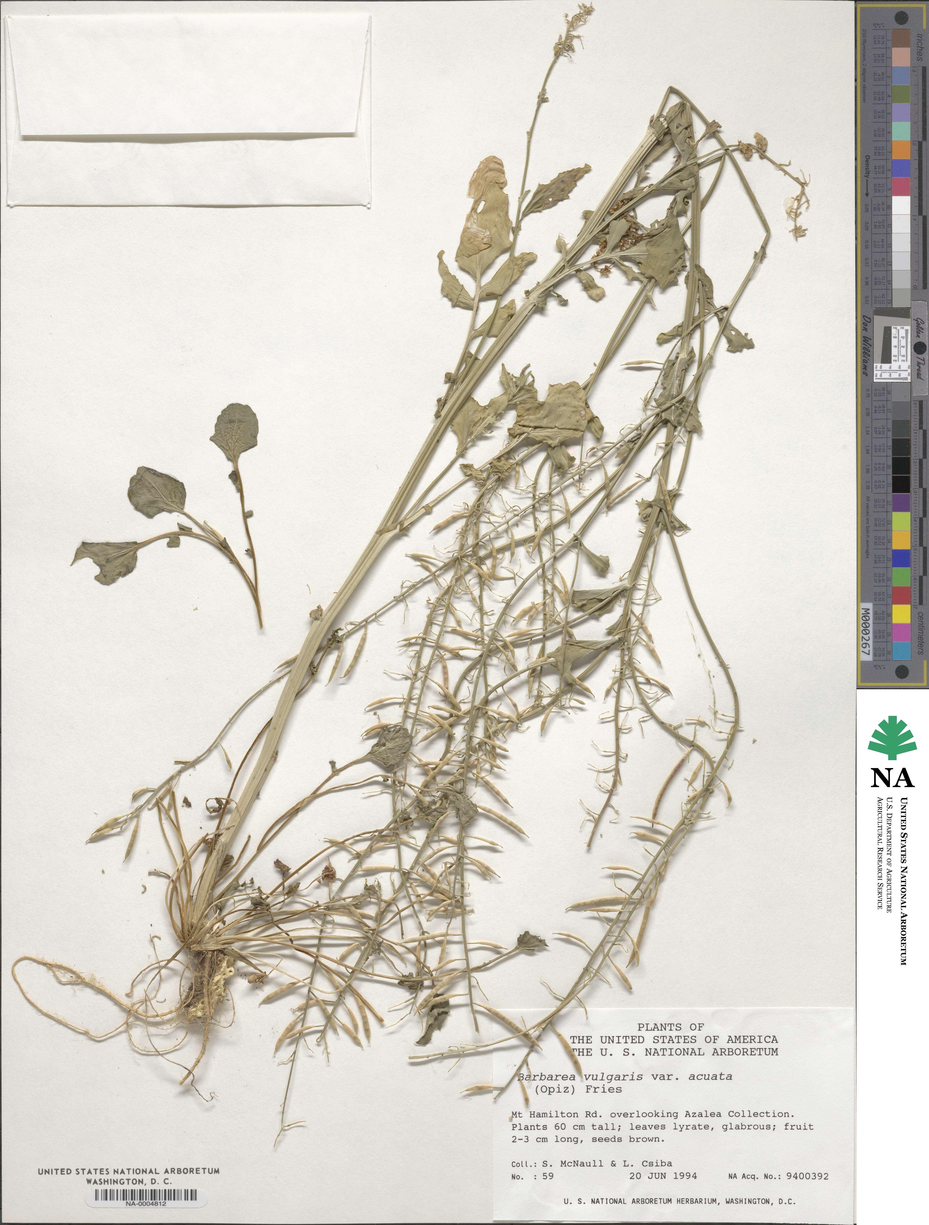 Barbarea vulgaris image