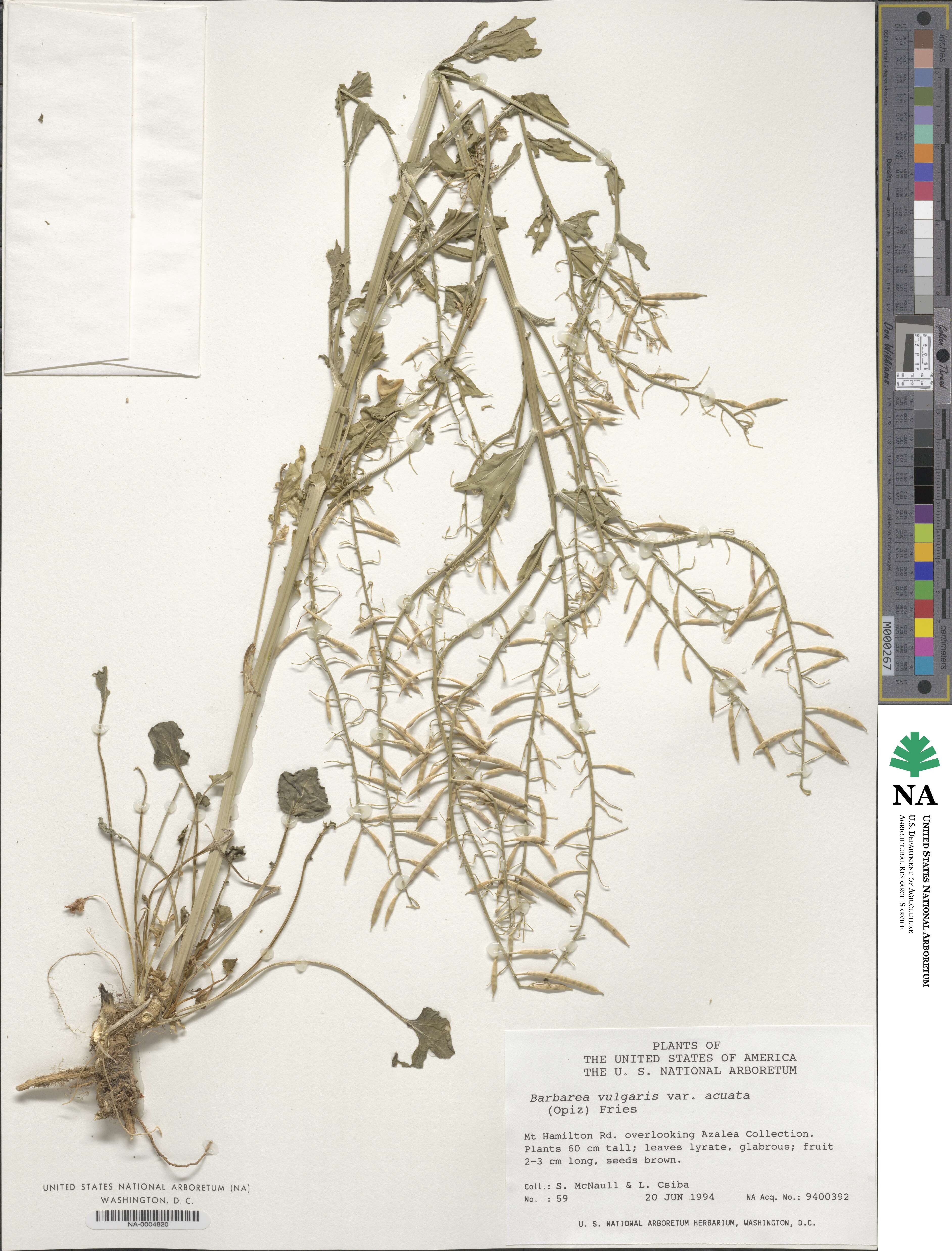 Barbarea vulgaris image