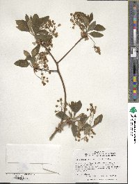 Sassafras albidum image