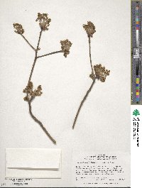 Sassafras albidum image