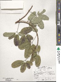 Akebia quinata image