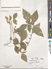 Acalypha rhomboidea image