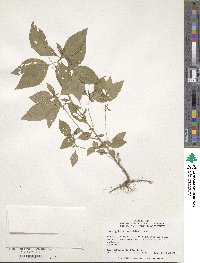 Acalypha rhomboidea image