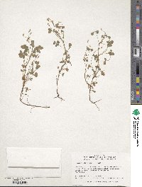 Oxalis stricta image