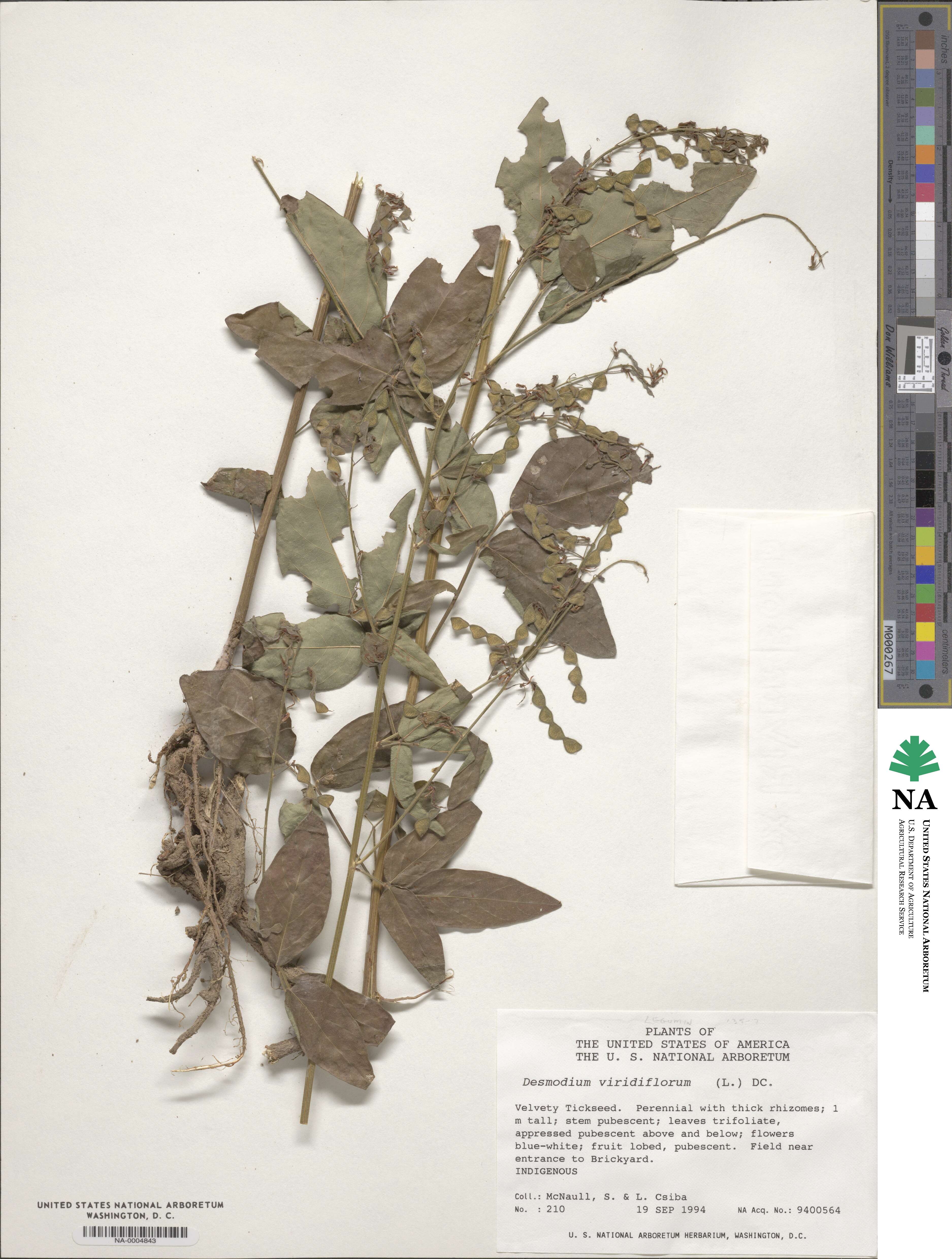 Desmodium viridiflorum image