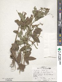 Desmodium viridiflorum image