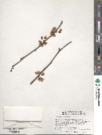 Cercis canadensis image