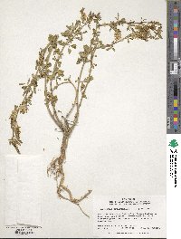 Image of Melilotus officinalis