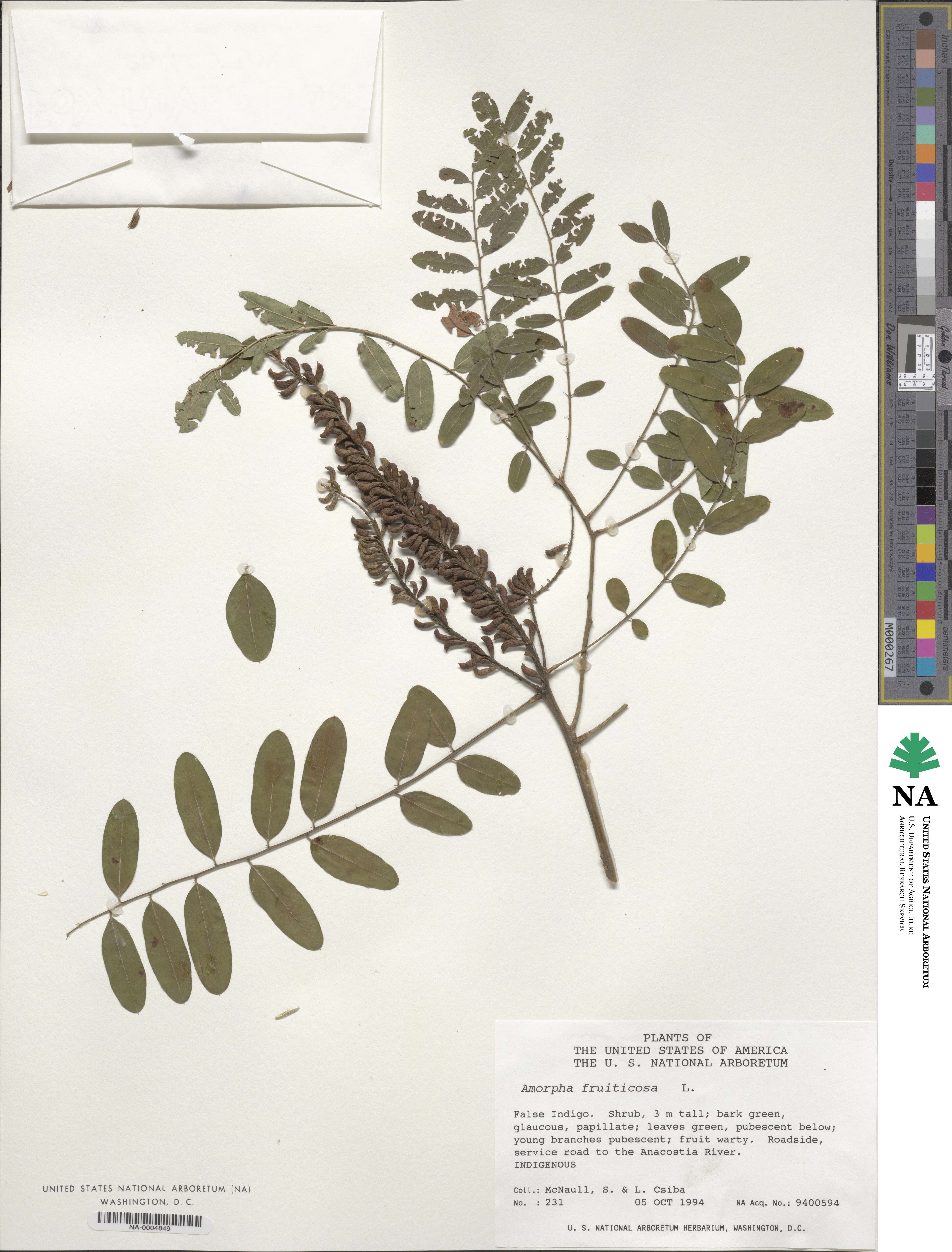 Amorpha fruticosa image