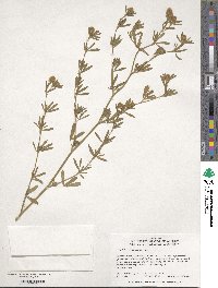 Trifolium arvense image