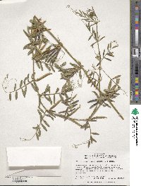 Vicia sativa image