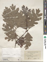 Quercus alba image