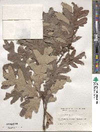 Quercus alba image