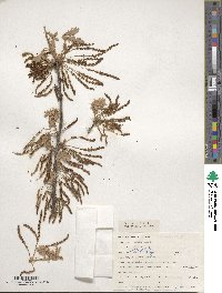 Quercus alba image