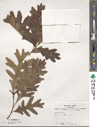 Quercus alba image