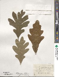 Quercus alba image