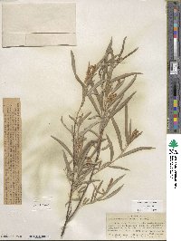 Salix sessilifolia image