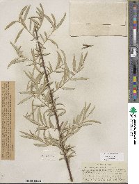 Salix sessilifolia image